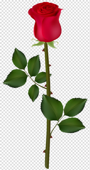 Red rose flower illustration, Rose Graphics , Red Rose transparent background PNG clipart