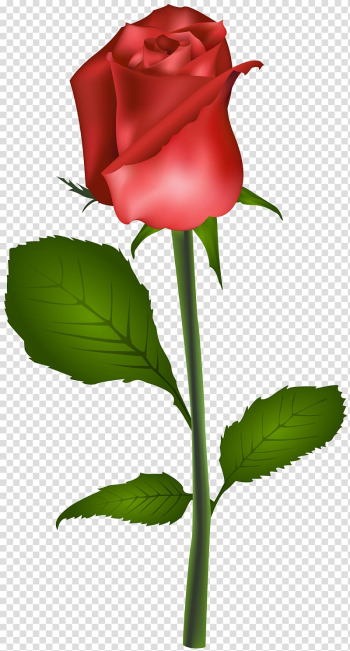 Red rose flower , Rose Flower Red , Red Rose transparent background PNG clipart Red rose flower , Rose Flower Red , Red Rose transparent background PNG clipart