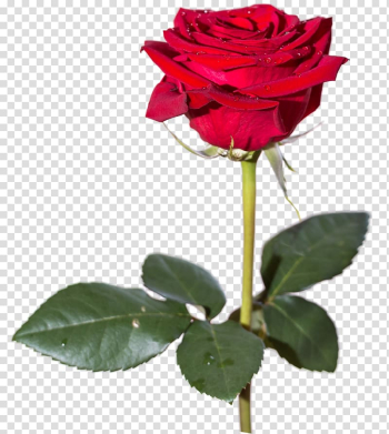 Red rose flower, Rose High-definition video , Rose transparent background PNG clipart