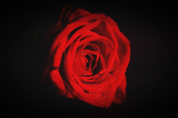 Red Rose Flower Wallpaper Red Rose Flower Wallpaper