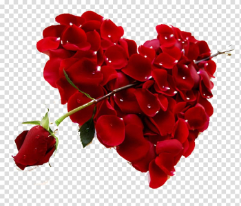 Red rose flower with petals , Heart Rose Red Valentines Day Petal, Rose petals and red roses HD transparent background PNG clipart