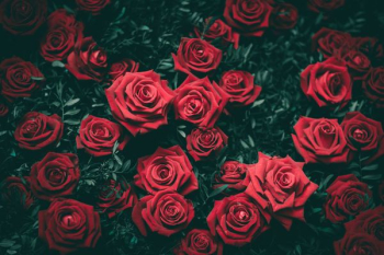 red rose flowers red rose flowers