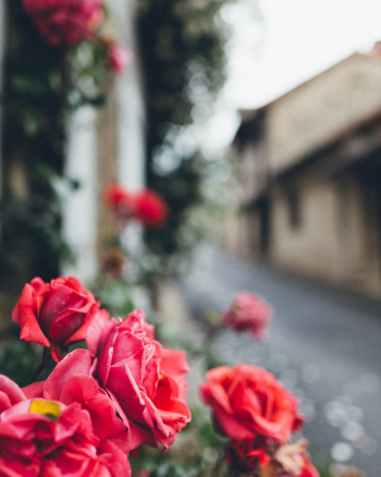 Red Rose Flowers Red Rose Flowers