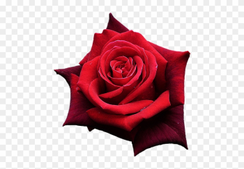 Red Rose, Flowers, One Rose, Beautiful Flower - One Rose Png