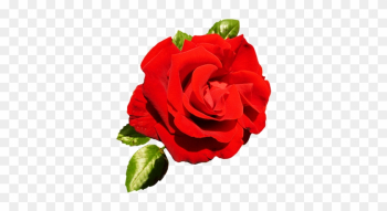 Red Rose For Valentine's Day - Valentine Single Roses Png Red Rose For Valentine's Day - Valentine Single Roses Png