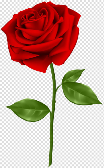 Red rose illustration, Blue rose , Red Rose transparent background PNG clipart