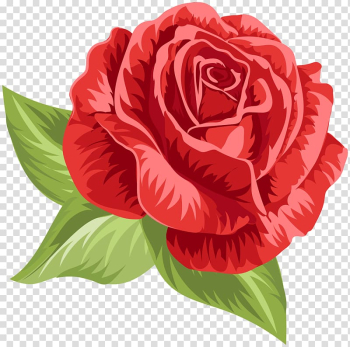 Red rose illustration, Garden roses Centifolia roses Floribunda Floral design Cut flowers, Red Vintage Rose transparent background PNG clipart