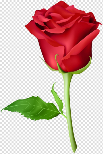 Red rose illustration, Rose Orange Purple , Rose Red transparent background PNG clipart