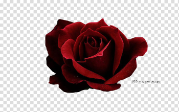 , red rose illustration transparent background PNG clipart