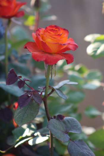 Red Rose in Bloom