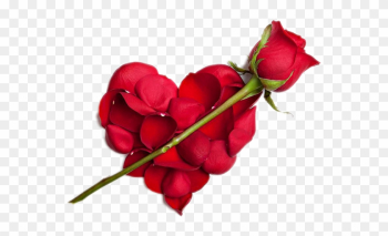 Red Rose Love Symbol Red Rose Love Symbol