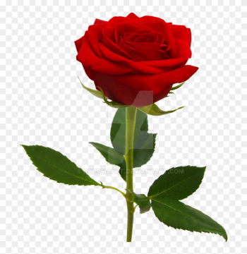 Red Rose On A Transparent Background - Rose