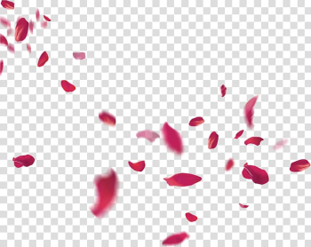 Red rose petals, Petal Flower Pink Beach rose, Petals falling transparent background PNG clipart