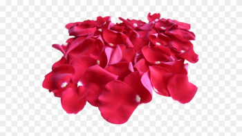 Red Rose Petals - Rose Red Rose Petals - Rose