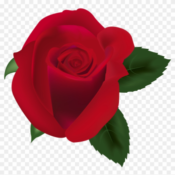 Red Rose Png Clipart Image - Garden Roses