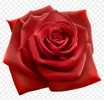 Red Rose Png Clipart Image - Red Rose Png