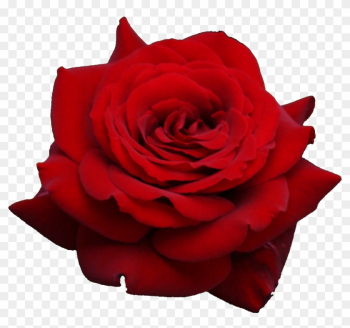 Red Rose Png Image, Free Picture Download - Red Rose Transparent Background