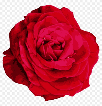 Red Rose Png Image Transparent Onlygfx - Hybrid Tea Rose