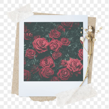 Red rose png sticker instant | Free PNG - rawpixel