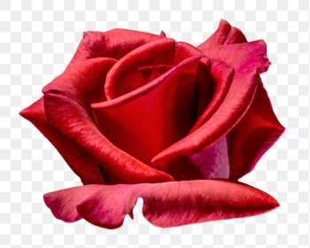 Red rose png sticker, transparent | Free PNG - rawpixel