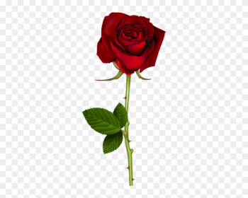 Red Rose Png Transparent Image - Rose Transparent