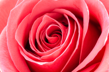 Red Rose Portrait Red Rose Portrait