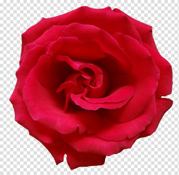 Red Rose , red rose transparent background PNG clipart