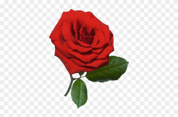 Red Rose - Rose Psd Red Rose - Rose Psd