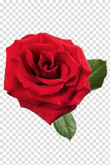 Red rose , Rose Red , Large Red Rose transparent background PNG clipart Red rose , Rose Red , Large Red Rose transparent background PNG clipart