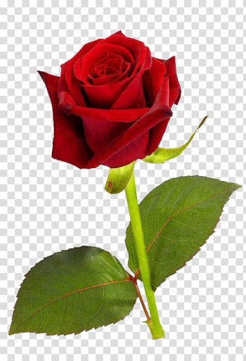 Red rose , Rose Red , Single Red Rose HD transparent background PNG clipart Red rose , Rose Red , Single Red Rose HD transparent background PNG clipart
