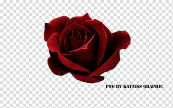 , red rose transparent background PNG clipart