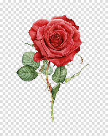 Red rose transparent background PNG clipart