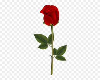 Red Rose Transparent Png Image - Rose Transparent