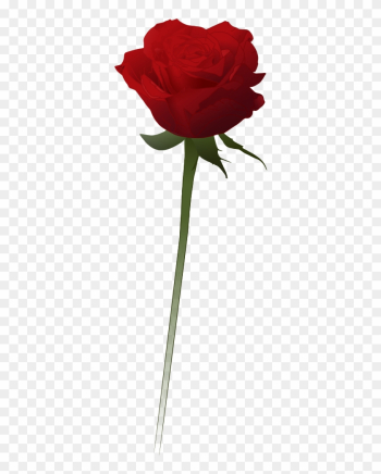 Red Rose Vector - Red Rose Vector Png Red Rose Vector - Red Rose Vector Png