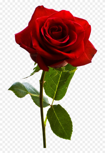 Red Rose Vector - Rose Flower Png Red Rose Vector - Rose Flower Png