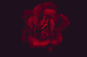 red rose with black background red rose with black background