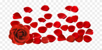 Red Rose With Petals Png Clipart Picture - Rose Petals Png Transparent Red Rose With Petals Png Clipart Picture - Rose Petals Png Transparent