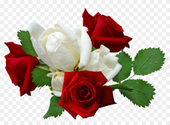 Red Roses And White Roses - Red And White Rose Png Red Roses And White Roses - Red And White Rose Png
