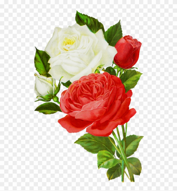 Red Roses Drawing, Red And White Roses Drawings - White And Red Rose Flowers