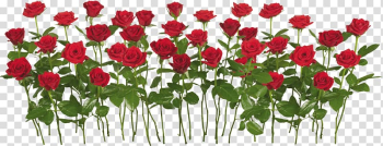 Red roses illustration, International Rose Test Garden Rose garden, Rose transparent background PNG clipart