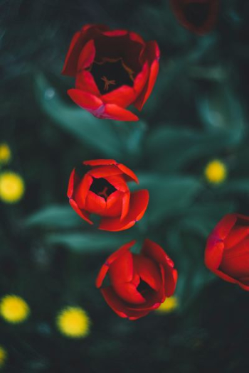 red roses in bloom red roses in bloom