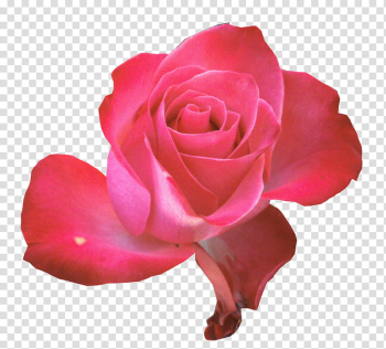 Red Roses , pink rose transparent background PNG clipart