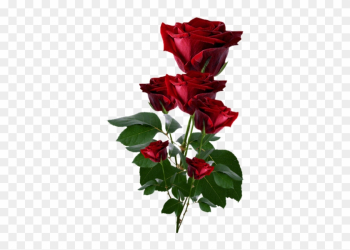 Red Roses Png Clipart - Beautiful Red Roses Images For Facebook Red Roses Png Clipart - Beautiful Red Roses Images For Facebook