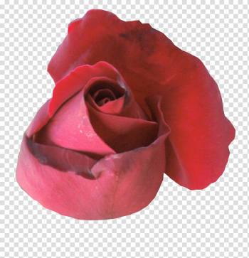 Red Roses , red petaled rose transparent background PNG clipart