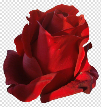 Red Roses , red rose transparent background PNG clipart