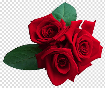 Red roses , Rose , Red Roses transparent background PNG clipart Red roses , Rose , Red Roses transparent background PNG clipart