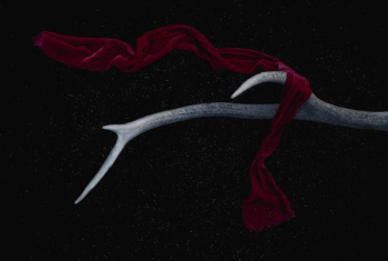 red scarf on antler red scarf on antler