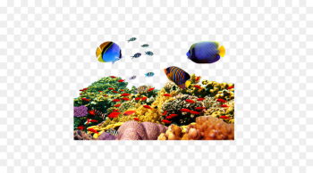 Red Sea Jellyfish Coral reef - sea Red Sea Jellyfish Coral reef - sea