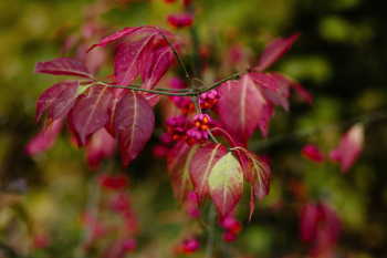 Red spindle tree Red spindle tree