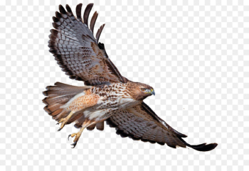 Red-tailed hawk Red-shouldered hawk Bird Bald Eagle Turkey vulture - eagle 